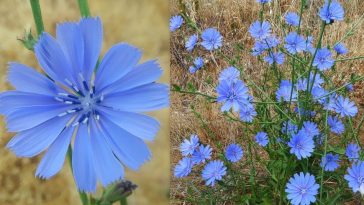 extractul-de-cicoare