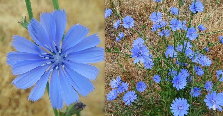 extractul-de-cicoare