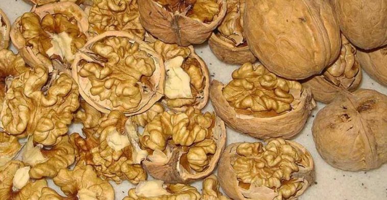 miez-de-nuca-beneficii